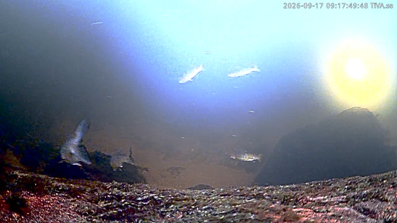 Video 2026-09-17 09:17