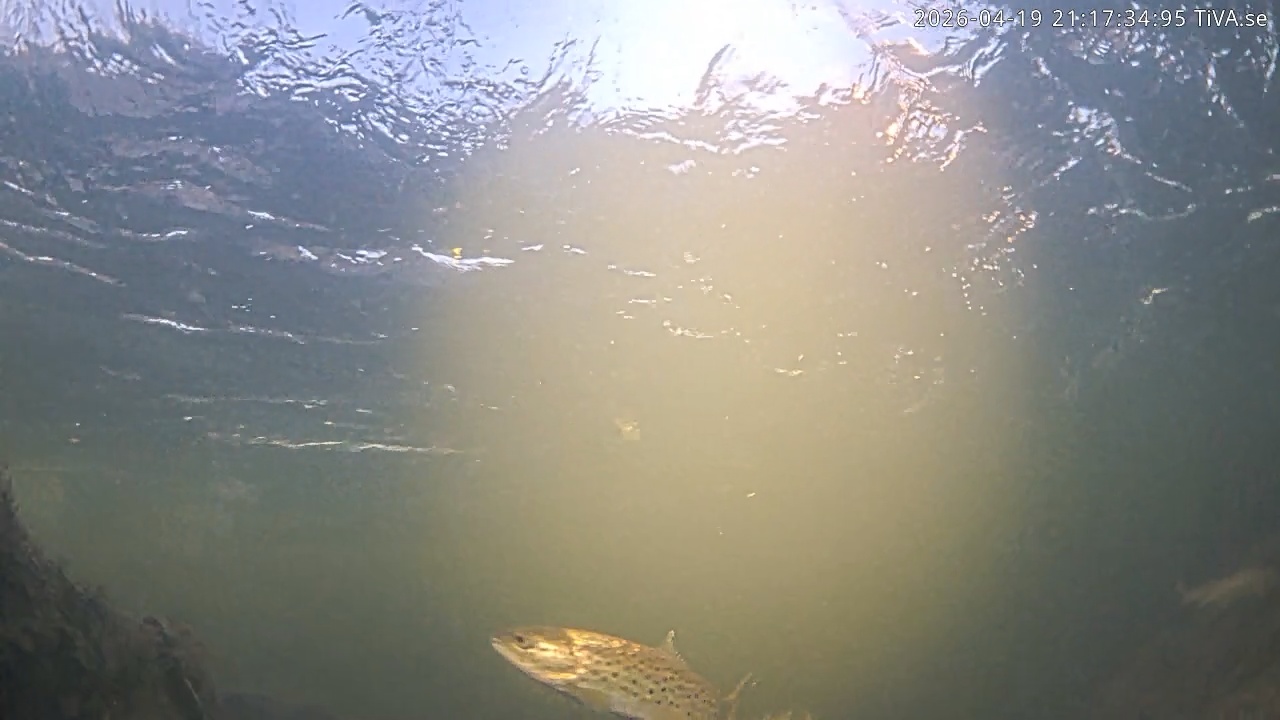 Video 2026-04-19 21:17